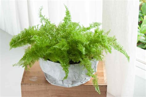 How to take care of a Fern indoors .